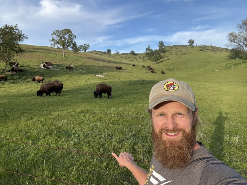 Travis Wilson with bison grazing on green hillside