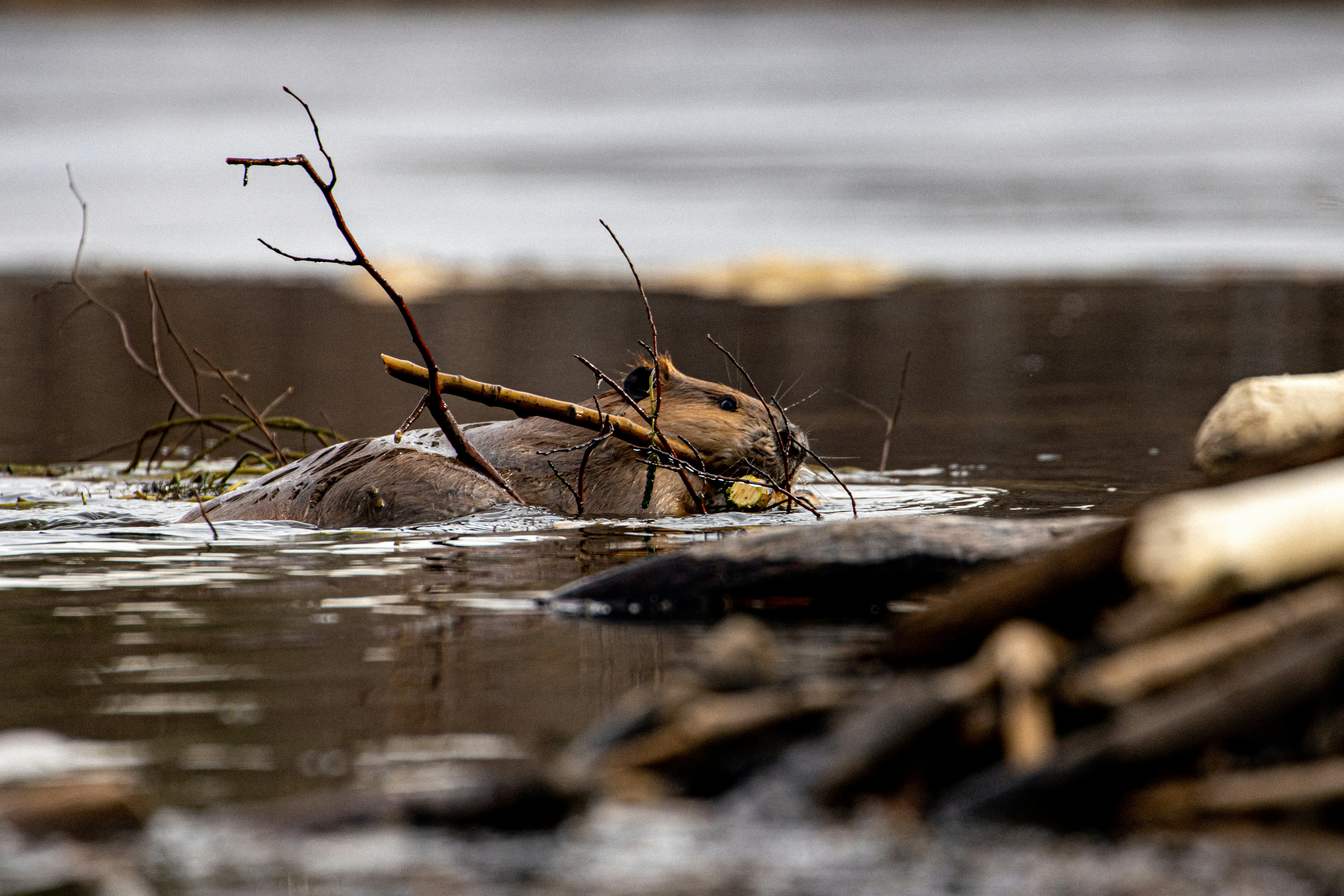 Beaver swimming with branches in water