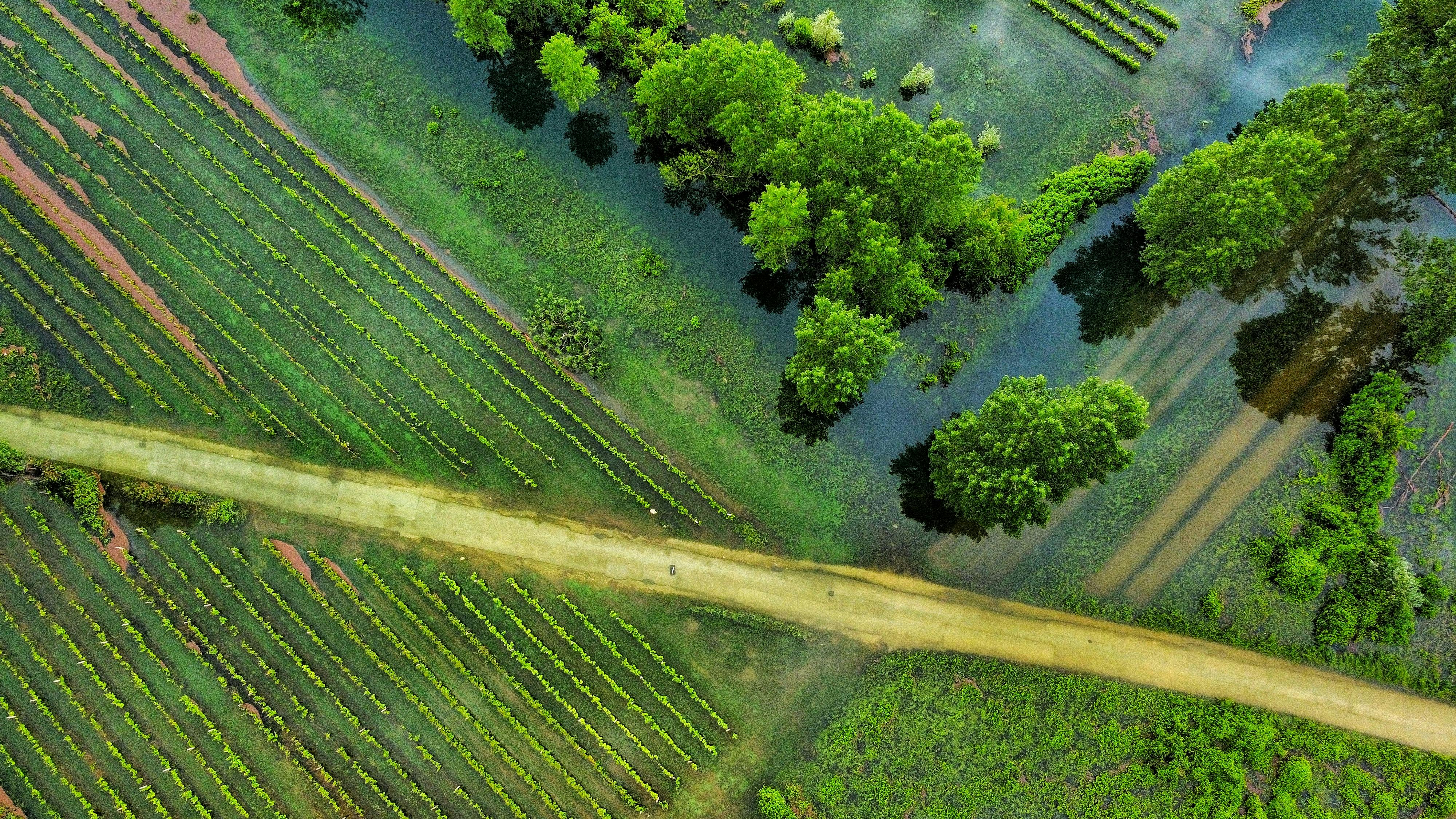 Flooded farm fields and trees