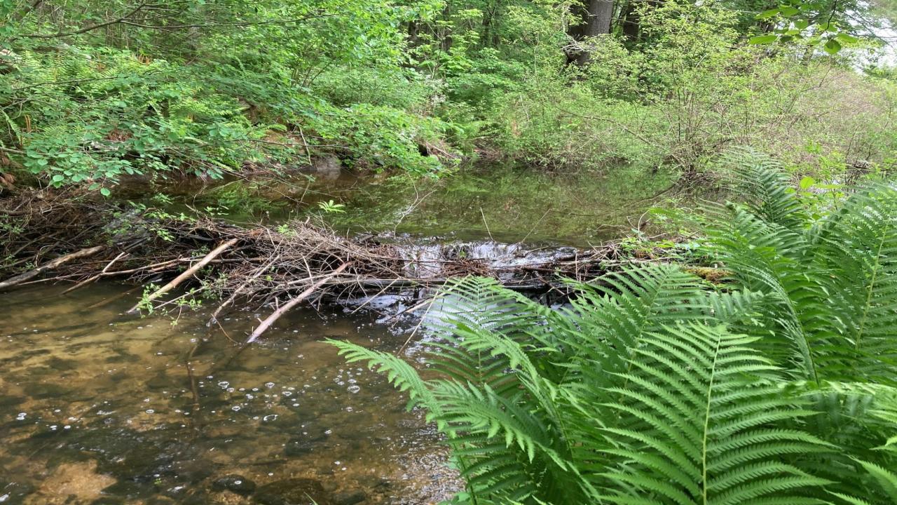 Healthy beaver ecosystem with wetland habitat