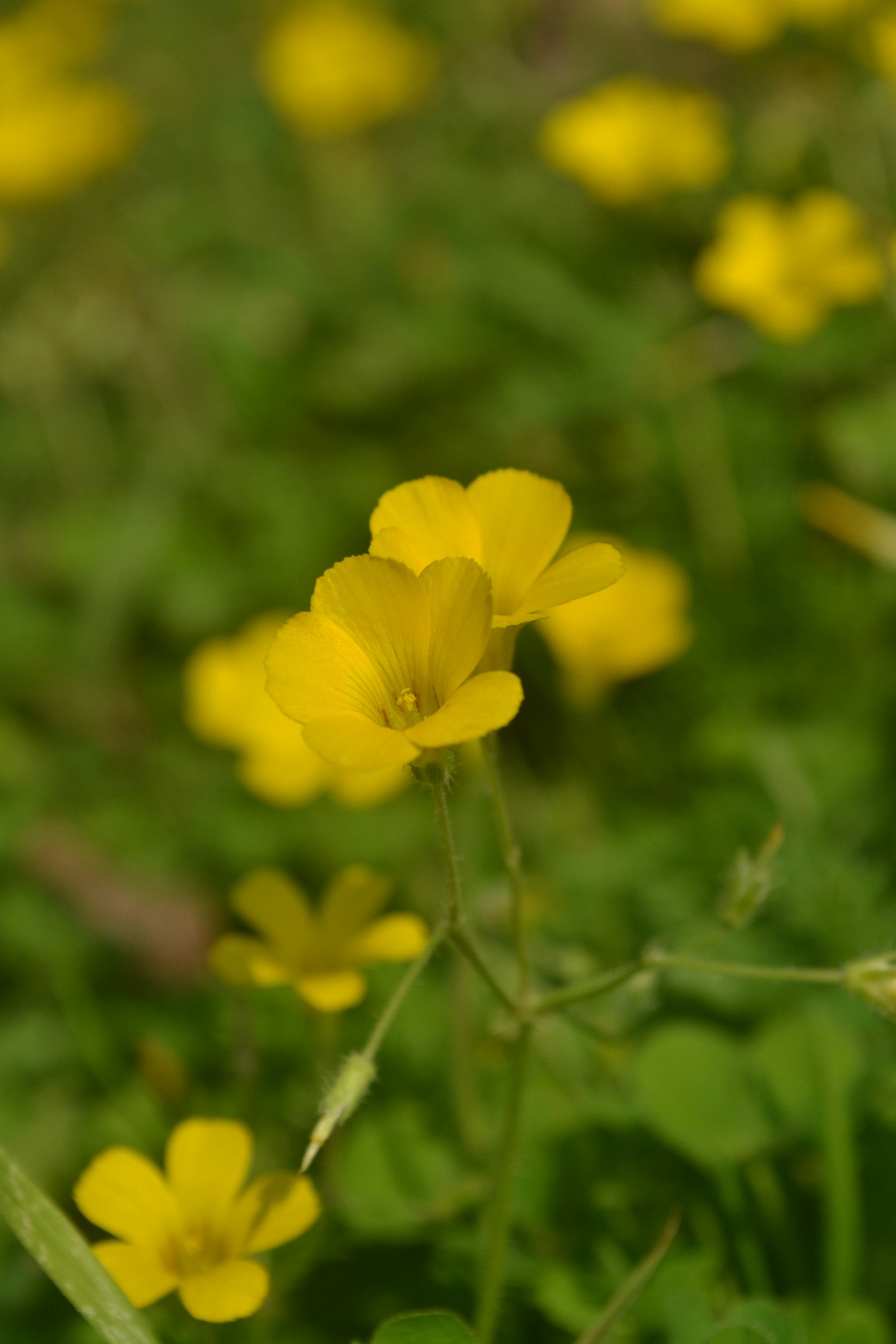 Oxalis invasive species in a field of yellow flowers